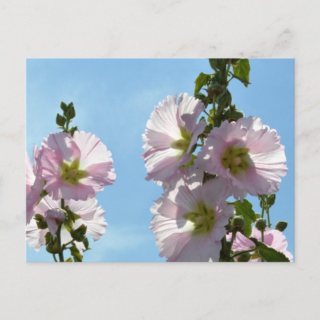 Hollyhocks: Japan Postcard (Front)