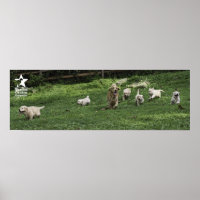 Holly's Half Dozen Romp