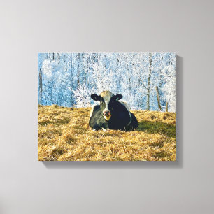 Holstein Calf on Frosty Alberta Morning Canvas Print
