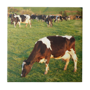 Holstein cattle tile