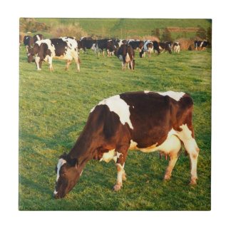 Holstein cattle tile