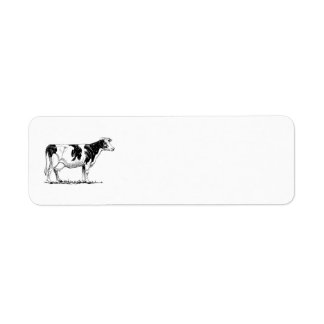 Holstein Cow