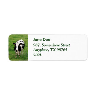Holstein cow