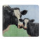 Holstein Cow and Calf