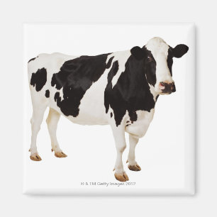 Holstein Cow Bos taurus Magnet