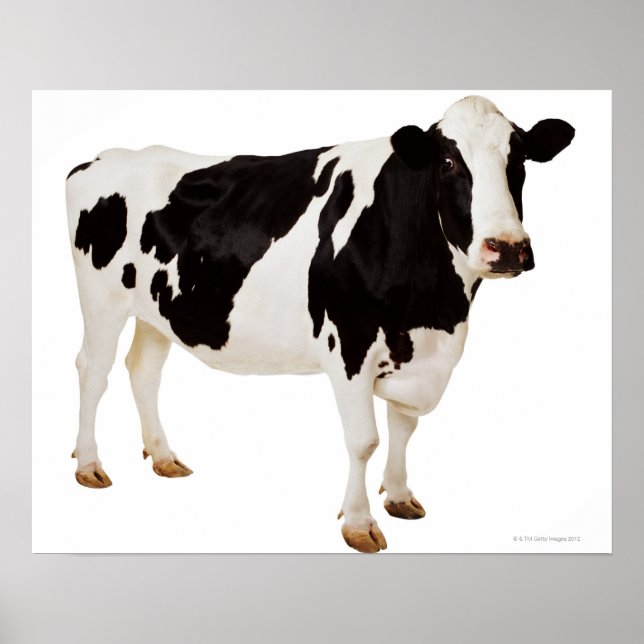 Holstein cow (Bos taurus) Poster (Front)