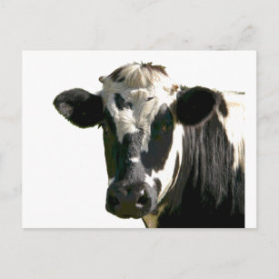 Holstein Cow Farm Animal Dairy Black & White Postcard