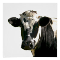 Holstein Cow Farm Animal Dairy Black & White