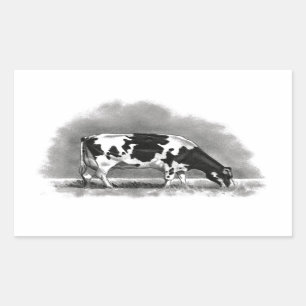 Holstein Cow Grazing: Realism Pencil Drawing Rectangular Sticker