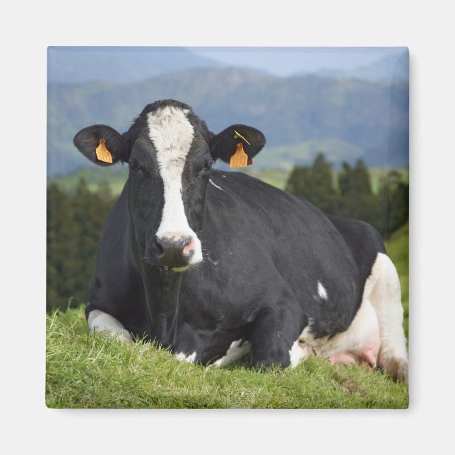 Holstein cow magnet (Front)
