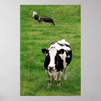Holstein cow poster