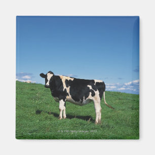 Holstein cow standing in field, Bekkai-Machi, Magnet