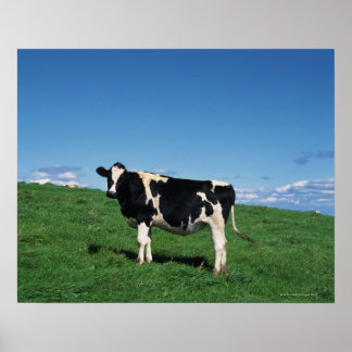 Holstein cow standing in field, Bekkai-Machi, Poster