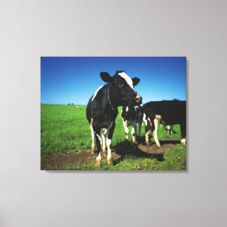 Holstein cows in a field canvas print