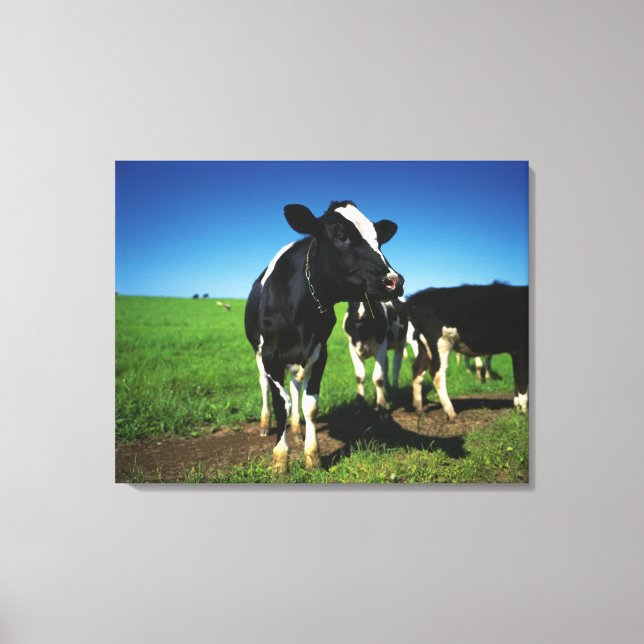 Holstein cows in a field canvas print (Front)