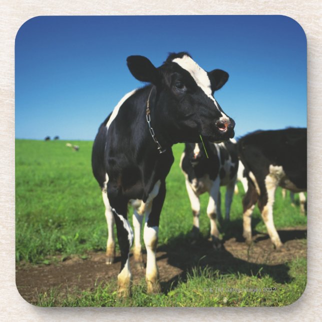 Holstein cows in a field coaster (Front)