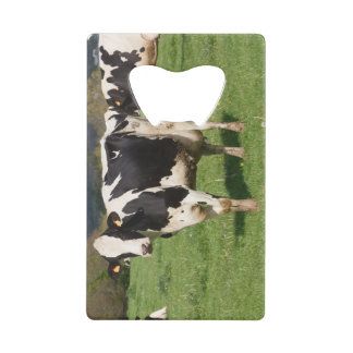 Holstein cows in a field in Brittany