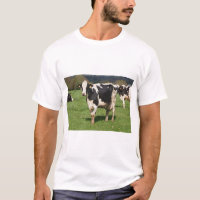 Holstein cows in a field in Brittany