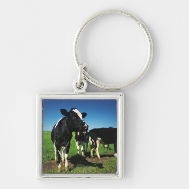 Holstein cows in a field key ring (Front)