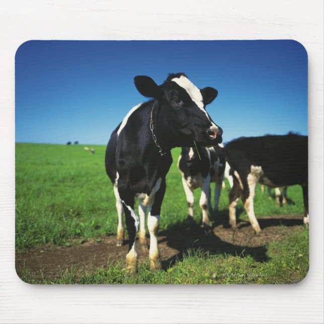 Holstein cows in a field mouse pad (Front)