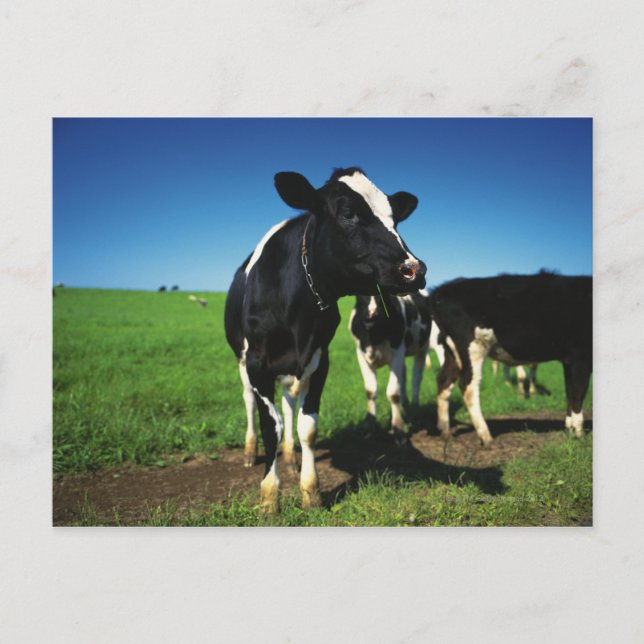 Holstein cows in a field postcard (Front)