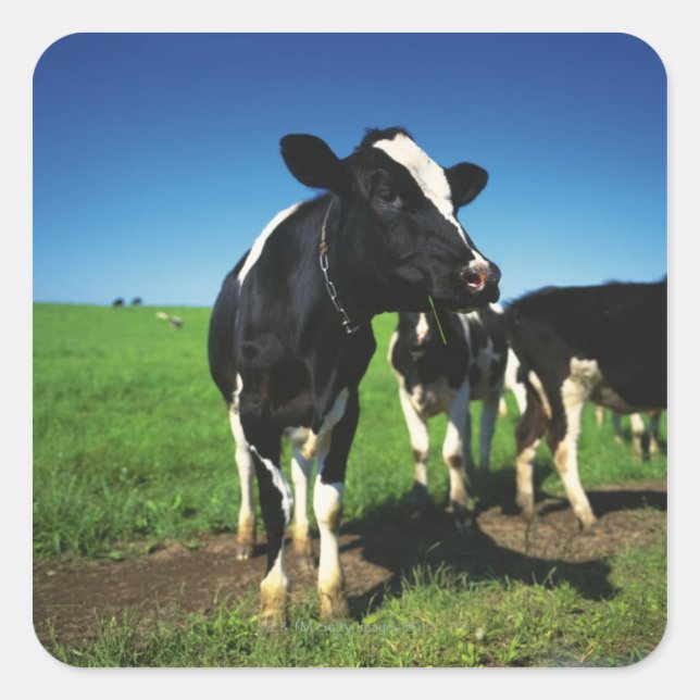 Holstein cows in a field square sticker (Front)