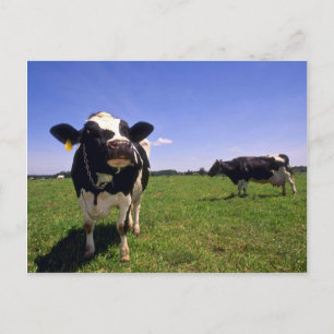 Holstein Dairy Cattle Postcard