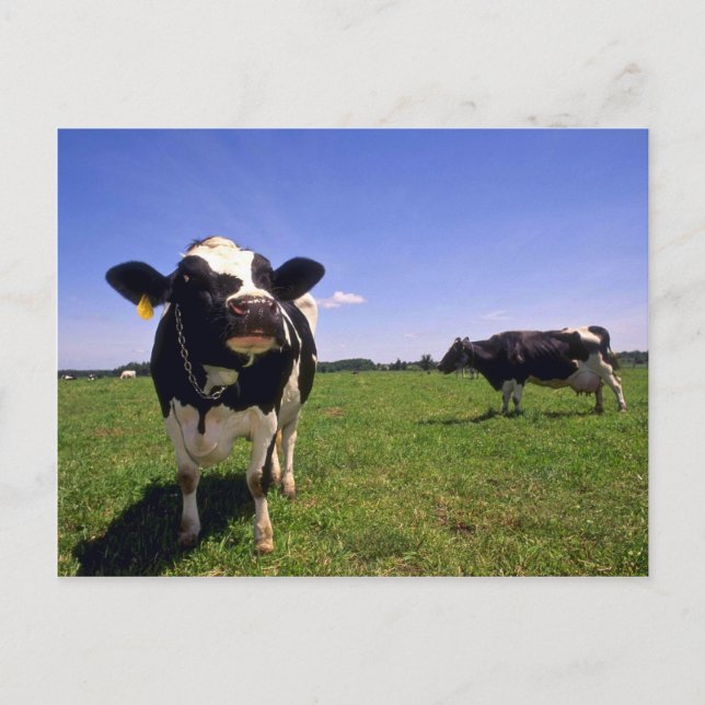 Holstein Dairy Cattle Postcard (Front)