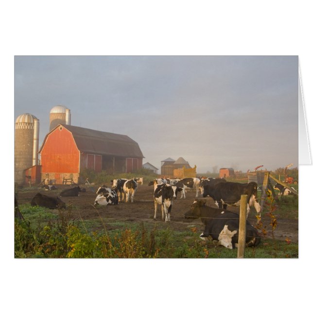 Holstein dairy cows outside a barn at sunrise (Front Horizontal)