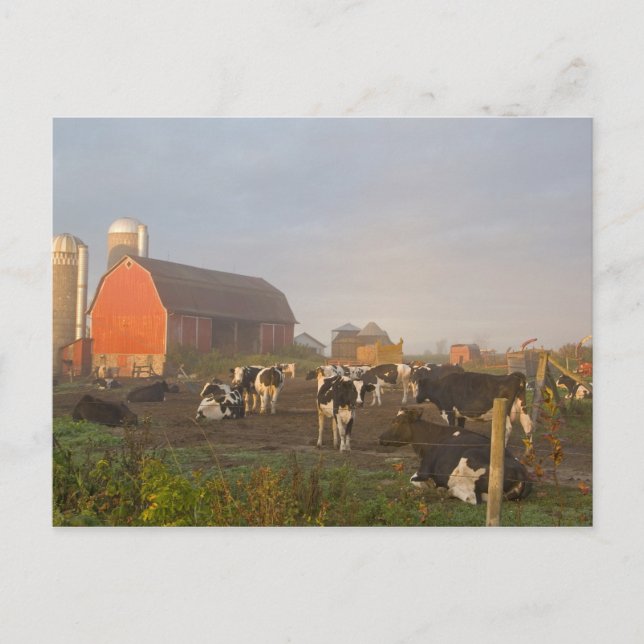 Holstein dairy cows outside a barn at sunrise postcard (Front)