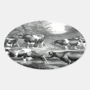 Holstein fresian cows fresian cows oval sticker