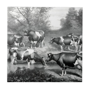 Holstein fresian cows fresian cows tile