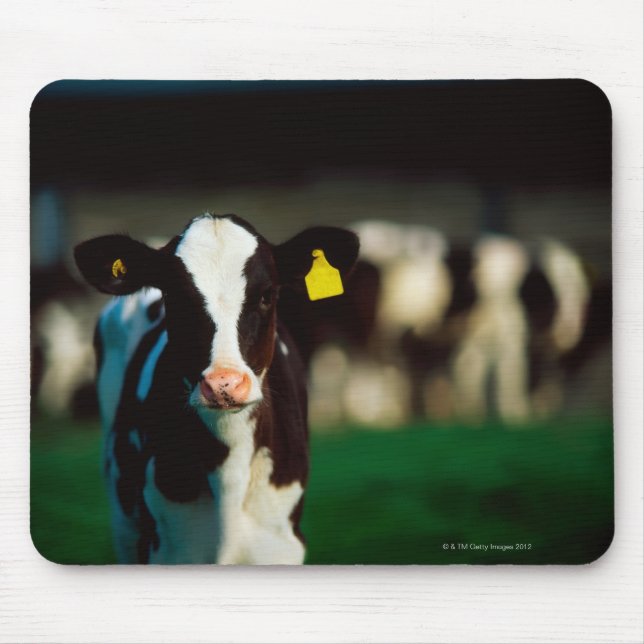 Holstein-Friesian calf Mouse Pad (Front)