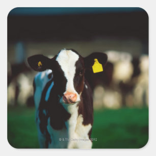 Holstein-Friesian calf Square Sticker