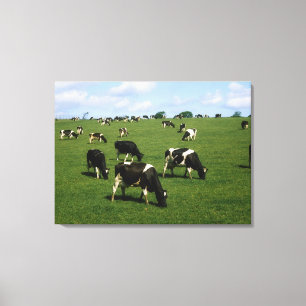 Holstein-Friesian cattle, Ireland Canvas Print