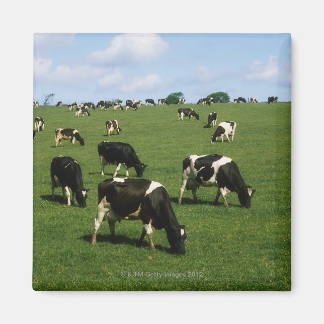 Holstein-Friesian cattle, Ireland Magnet (Front)