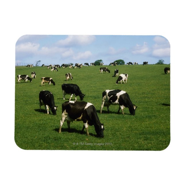 Holstein-Friesian cattle, Ireland Magnet (Horizontal)
