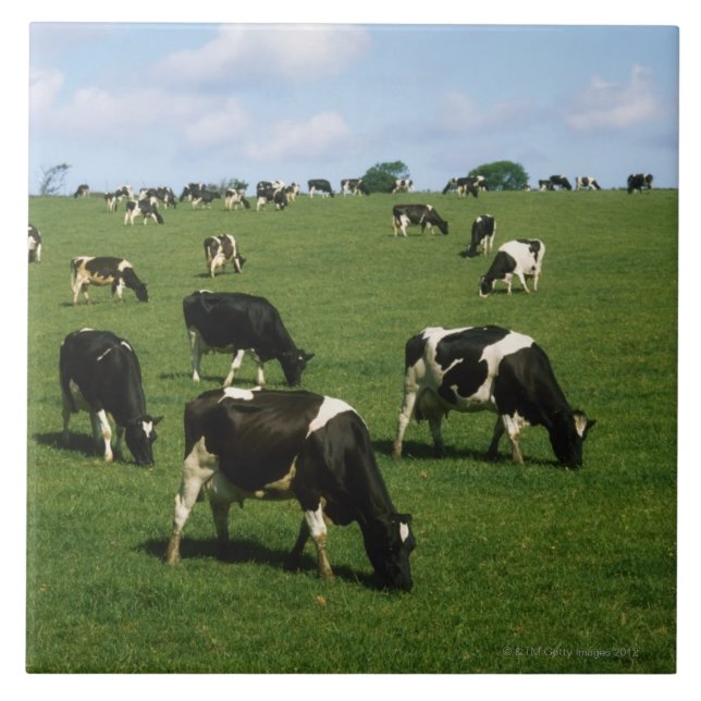 Holstein-Friesian cattle, Ireland Tile (Front)