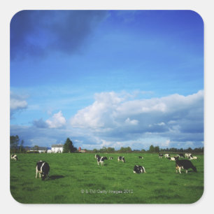 Holstein-Friesian Cattle near Thurles, Co Square Sticker