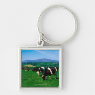 Holstein-Friesian cows near Borris, County Key Ring