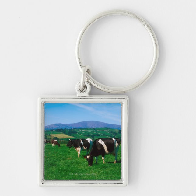 Holstein-Friesian cows near Borris, County Key Ring (Front)