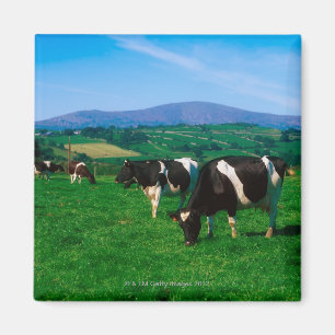 Holstein-Friesian cows near Borris, County Magnet