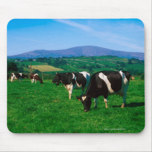 Holstein-Friesian cows near Borris, County Mouse Pad