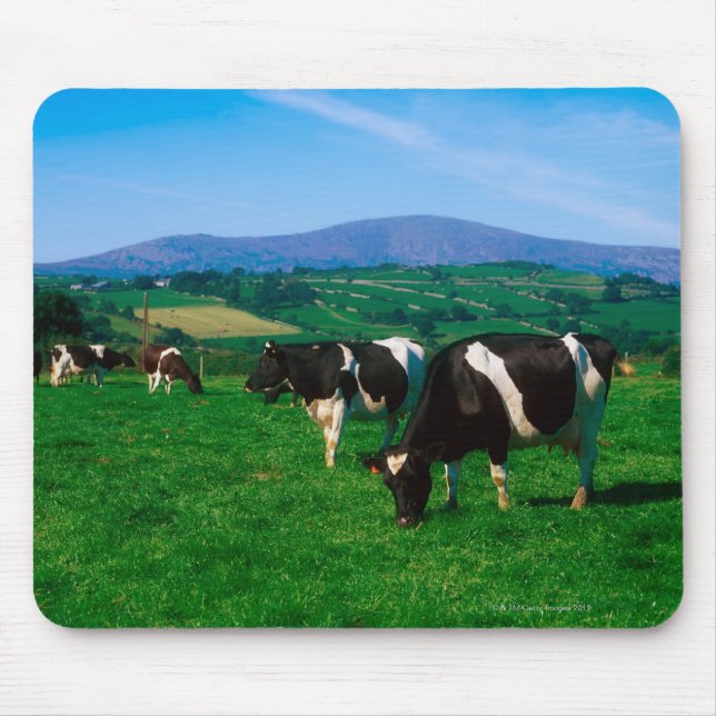 Holstein-Friesian cows near Borris, County Mouse Pad (Front)