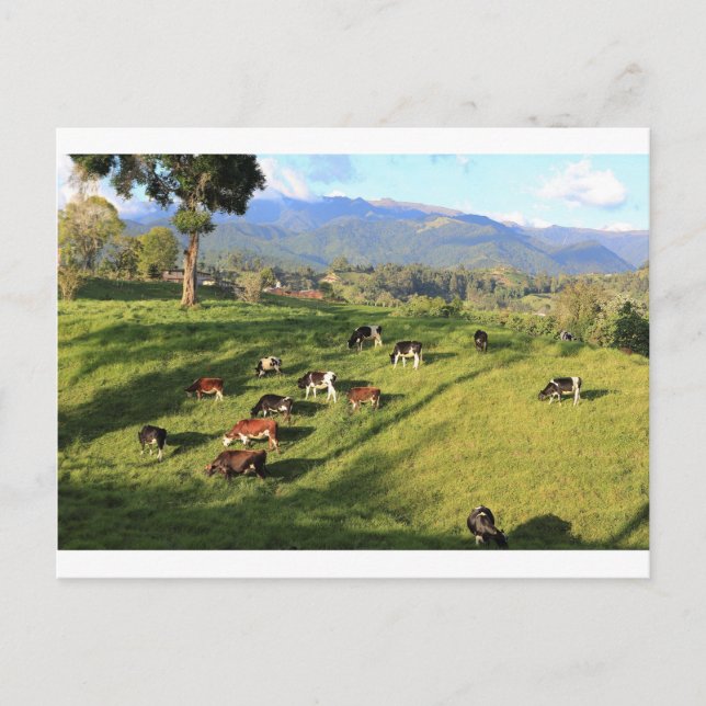 Holstien friesian dairy cow herd grazing in meadow postcard (Front)