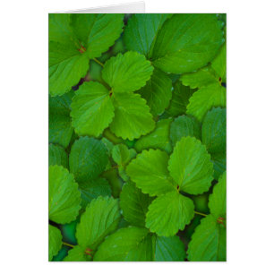 Holy Basil Tulsi Green Mint Leaves