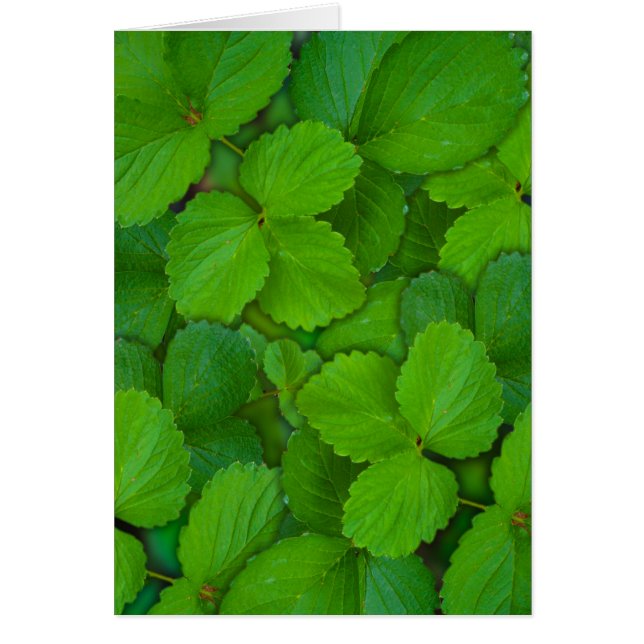 Holy Basil Tulsi Green Mint Leaves (Front)
