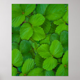 Holy Basil Tulsi Green Mint Leaves Poster