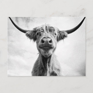 Holy Cow Mesotint Style Art Photography L Postcard