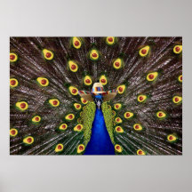 Holy Guacamole Peacock